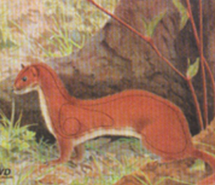 Tarcza Gronostaj.png