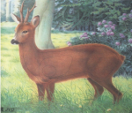 Tarcza Kozioł 85cm x 80cm