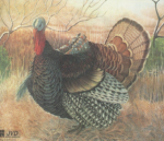 Tarcza Indyk 80cm x 65cm