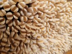 Promienie świerkowe lakierowane wycięta osada 5/16" spin 40-44